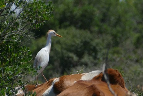 Cattle Egret foraging from the back of a cow, Ramat Hanadiv May 2017