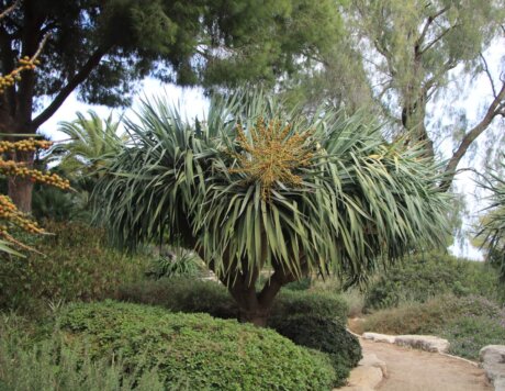 דרקונית קנרית בגן הדקלים