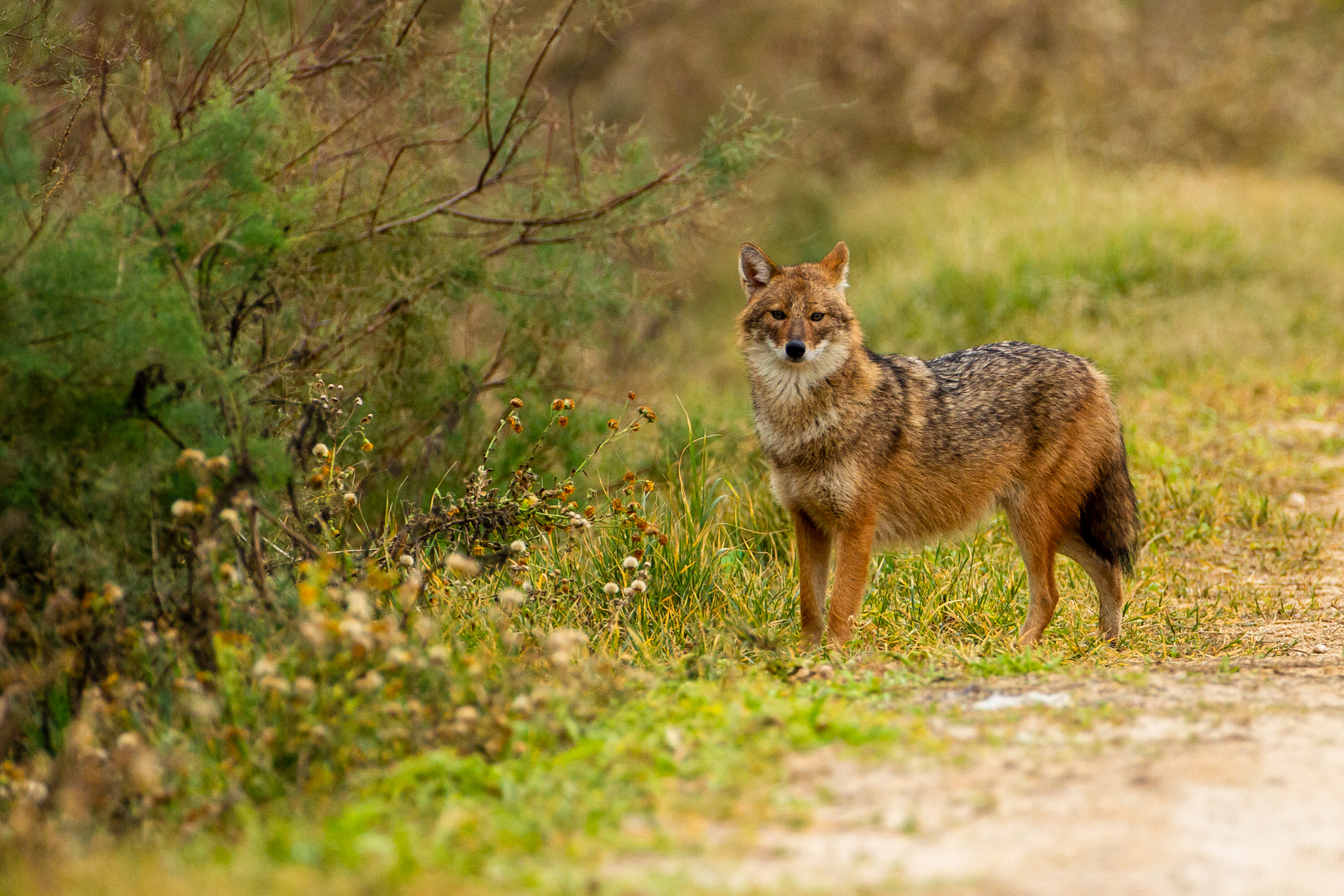 Golden Jackal תן זהוב