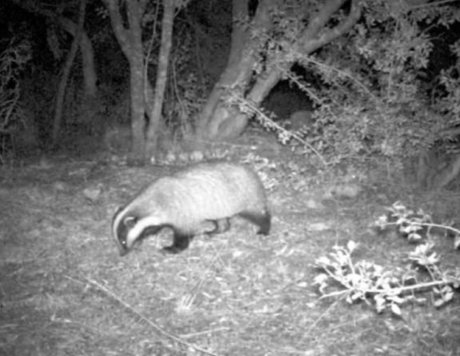 badger